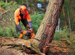 Best Tree and Shrub Care  in Freeport, NY